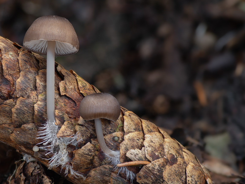 Mycena strobilicola